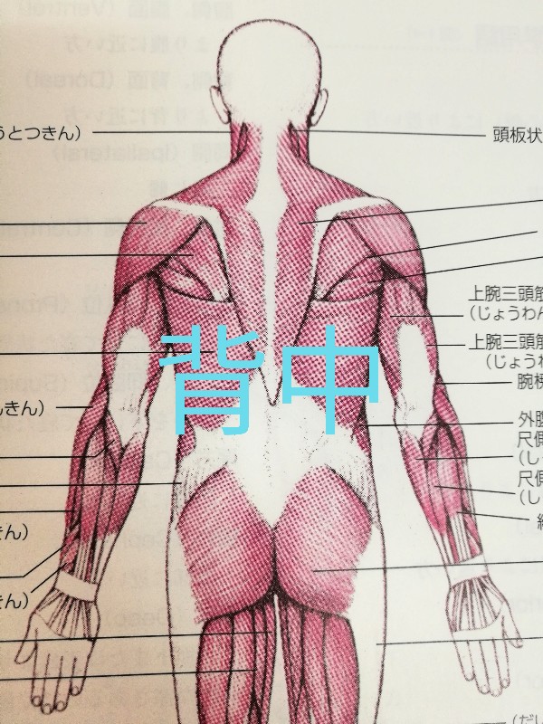 筋肉 背中 僧帽筋／肩・背中の筋肉 筋肉のしくみ（解剖学）と効果的な筋トレのやり方